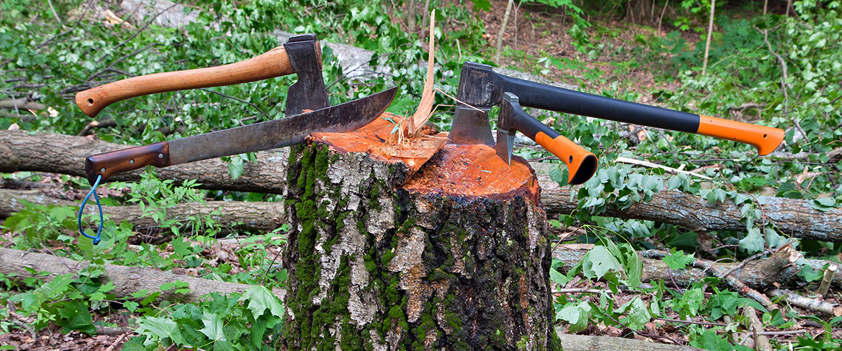 Several hatchets stuck in a tree stump on a camping trip.