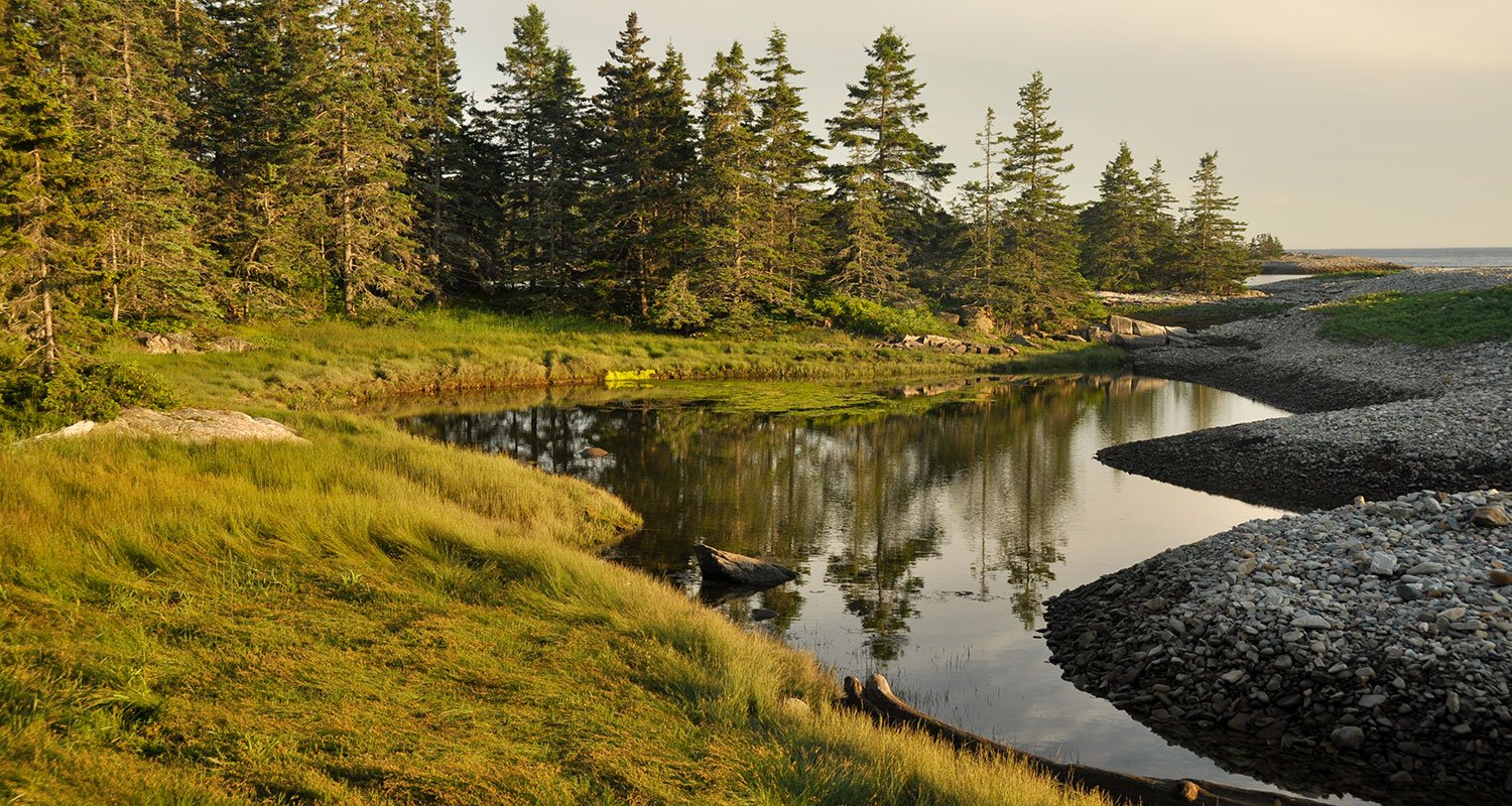 Coastal forest pool in Acadia National Park